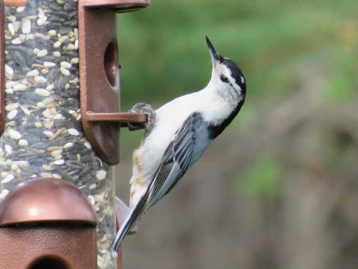 Common Backyard Birds of the Northeast Owlcation