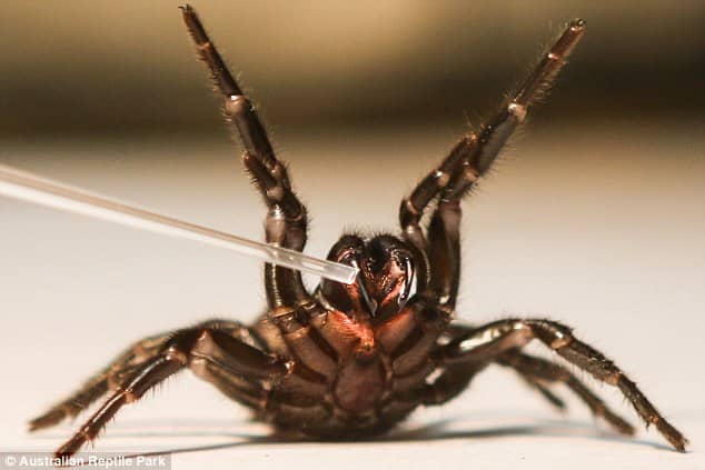 The Australian Reptile Park, north of Sydney, is the only place in the world where the Sydney funnel web spider is milked. The venom is then sent off to the Commonwealth Serum Labs, also in Australia, to become antivenom.