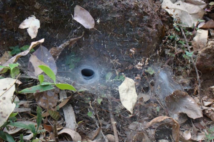 You can find Sydney funnel-web spiders living in silken webs constructed either underground or within hollow trees. Most of the time they are found in moist habitats within forest areas. They rush out when any prey lands on their web.