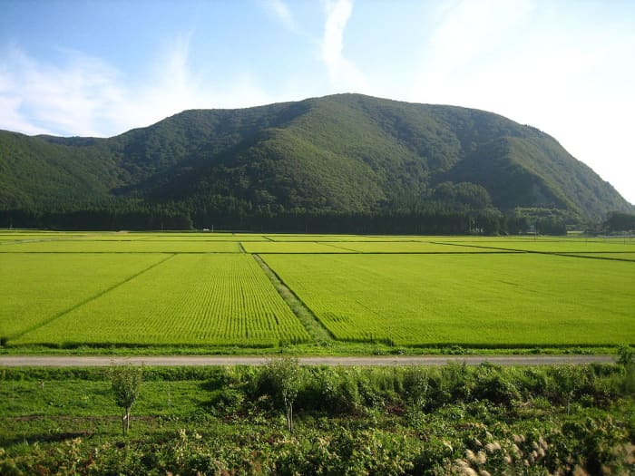 Still a major user of land and heavily subsidized and protected by the government, rice has declined in material importance in Japan since its immediate post-war peak.