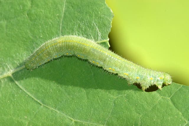 Una oruga blanca de la col.