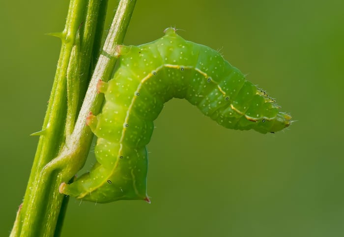 Una oruga de ala inferior cobriza. 