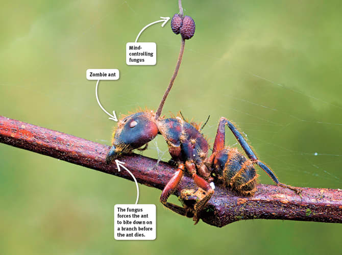 Ants that are infected with the Ophiocordyceps unilateralis sensu lato fungus are directed in the late stages of the growth of the parasite to bite down on a leaf or limb, which ends with the death of the host.
