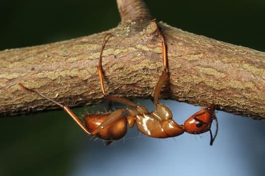 This photo shows an infected ant biting down on a twig prior to the emergence of the Ophiocordyceps unilateralis sensu lato fungus stalk at the back of its head.