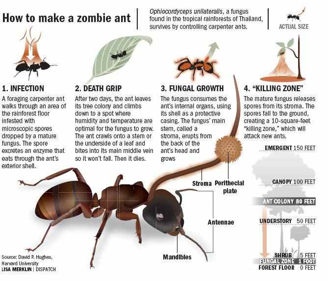 Ants Infected by Cordyceps Fungus "Zombies" Owlcation