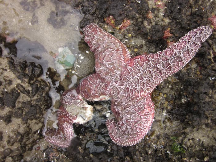 An animal with wasting disease