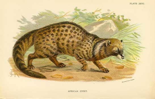 A nineteenth-century illustration of the civet