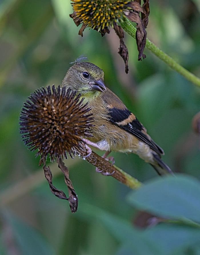 This female goldfinch will need help this winter, so why not feed her some of the things she loves to eat.