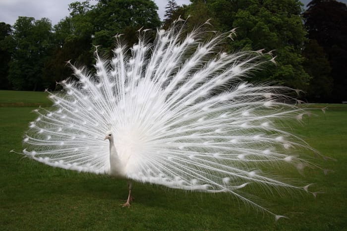 The White Peacock: A Magnificent Bird - Owlcation