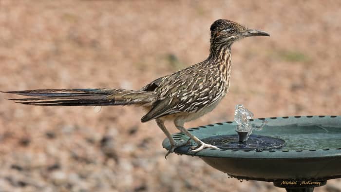 Our daily visiting roadrunner stopped at our birdbath for a cool drink of water although it can survive without it as long as it consumes prey with high water content. Roadrunners have glands near their eyes used to secrete excess salt.