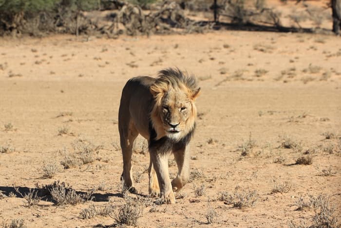 Top 50 Amazing Sahara Desert Animals - Owlcation