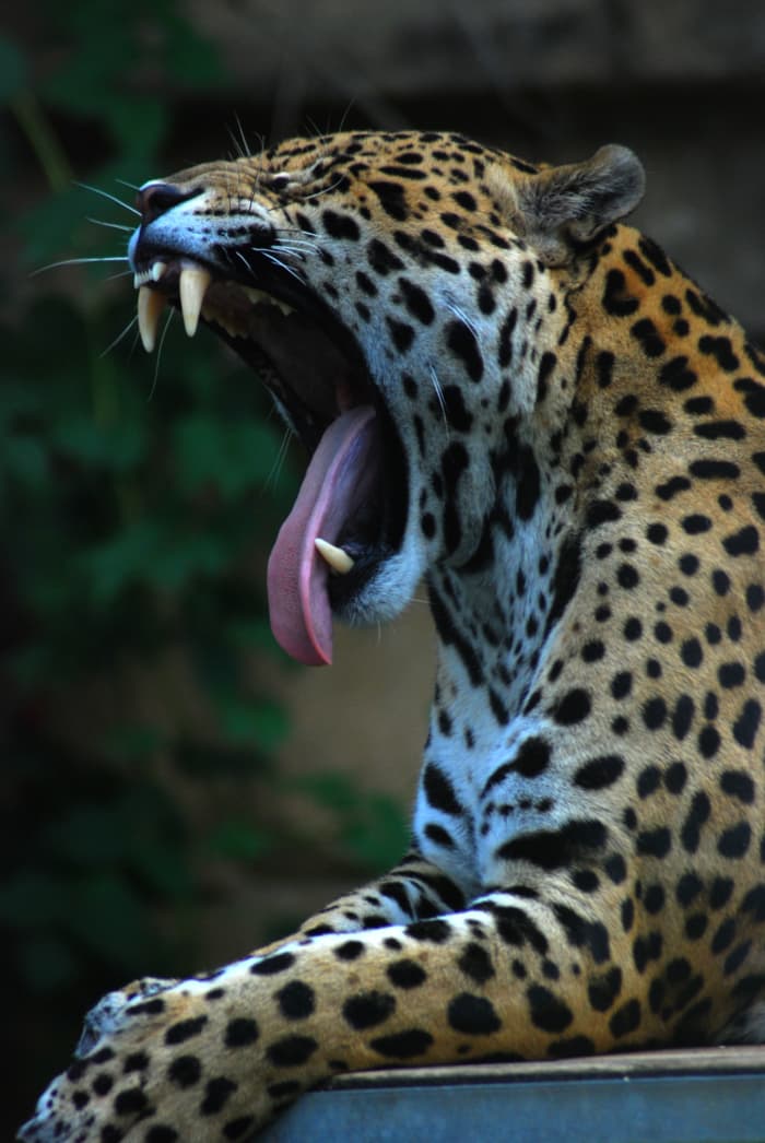 Top 10 Facts About Jaguars Owlcation
