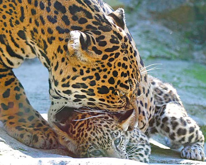 Top 10 Facts About Jaguars Owlcation