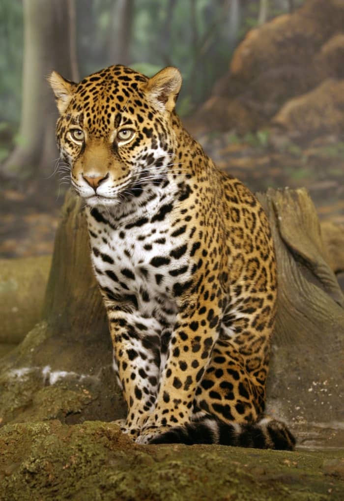 top-10-facts-about-jaguars