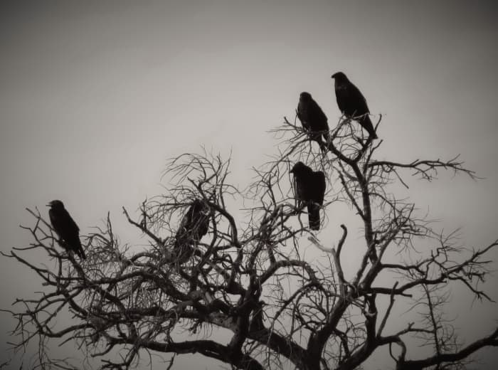 If you see a flock of black birds, it's more likely to be crows than ravens. Although they both might flock sometimes, crows are much more social than ravens.
