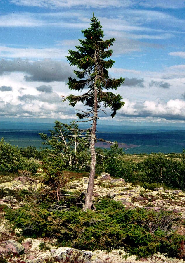 This is Old Tjikko a Norway pine growing in Sweden. Its root system is 9,550 years old making it the world’s oldest the tree, although the visible trunk and needles are younger.
