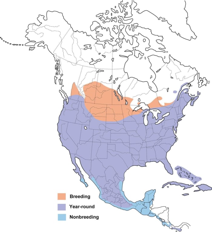 Mourning Doves and the Cooing Sound That Earned Them Their Name - Owlcation