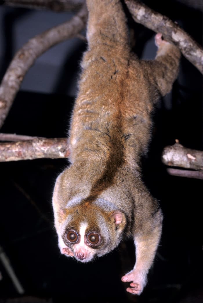 A Sunda slow loris at the Duke Lemur Center
