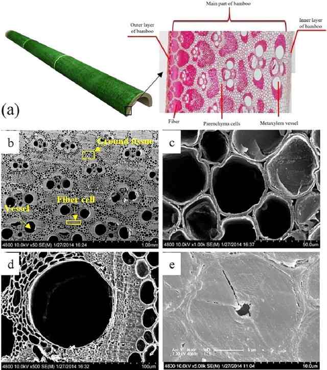 Macroscopic structure diagram of the wall (a) and SEM images of main part (b), ground tissue (c), vessel (d), and fiber (e) of Ci bamboo.
