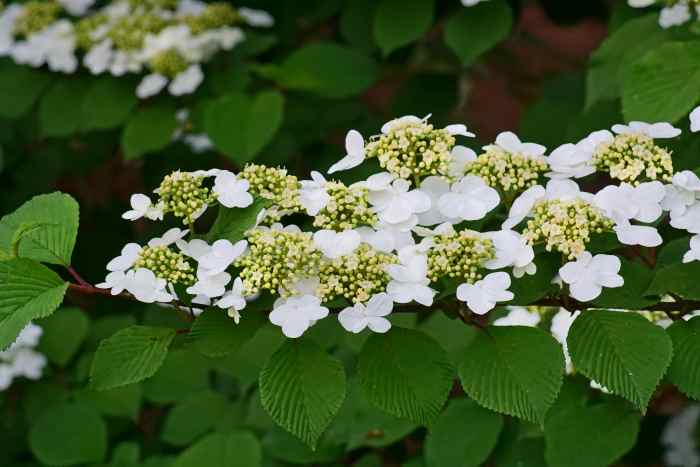 9 Amazing Spring Blossom Trees and 8 Spring Flowering Shrubs - Owlcation