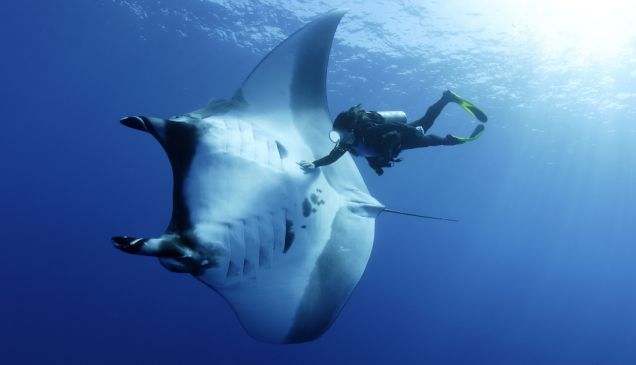 Sea Ravioli: A Look at the Majestic Stingray - HubPages