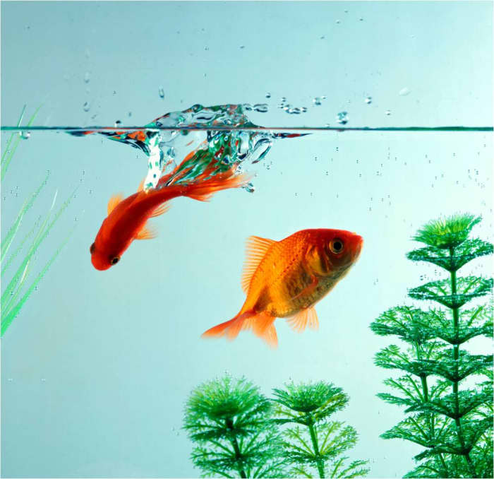 Goldfish and other common tropical fish in an aquarium may be suitable for some classrooms, provided students and teachers take a proactive, responsible approach to their care and feeding.