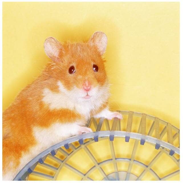 Hamsters are not recommended for classroom pets because they are nocturnal and will not be active during classroom hours.
