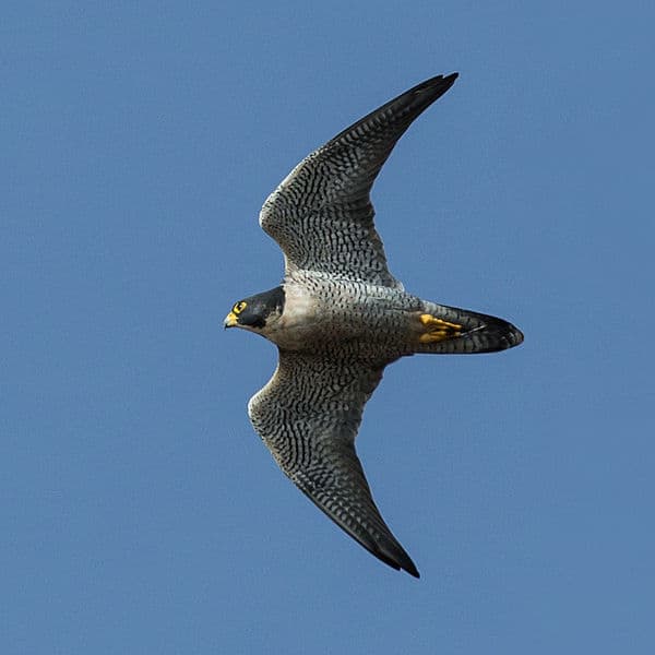 Peregrines are actually rather sluggish in level flight, especially compared to pigeons and ducks, hence why the stoop evolved into an effective hunting strategy.