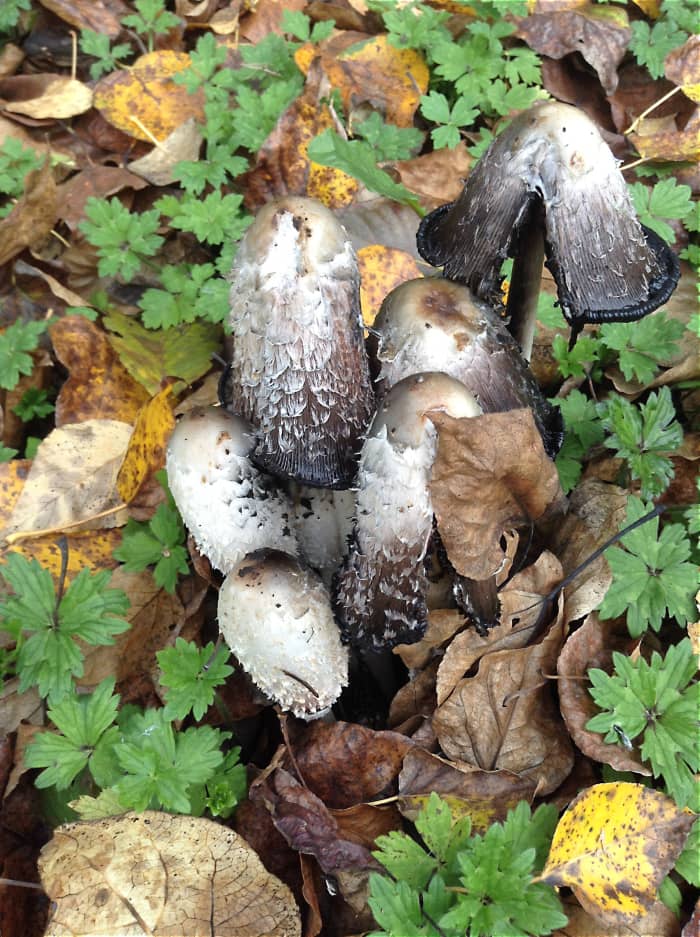 The mushrooms are at different stages of autodigestion. The caps are opening up as digestion proceeds from the edge of the cap.