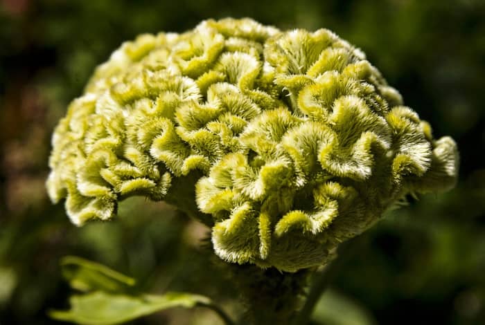 Imagine having a vase full of these! There are over 60 species of Celosias.