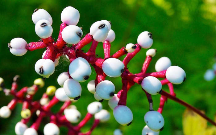 The White Baneberry or "Doll's Eyes" is considered poisonous to humans. Eating just 5 or 6 berries can have an immediate sedative effect on the heart, causing heart attack and even death. Birds, however, can eat the berries without a problem.
