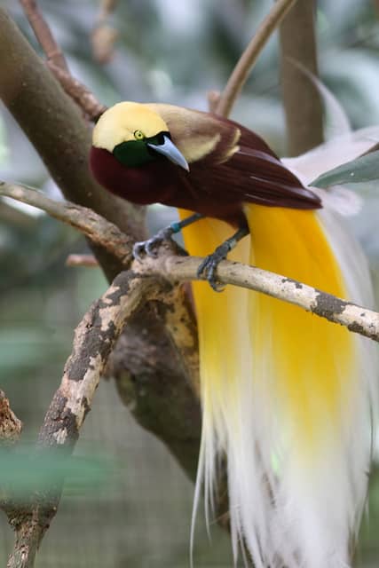 10 Amazingly Colourful Birds of Paradise - Owlcation