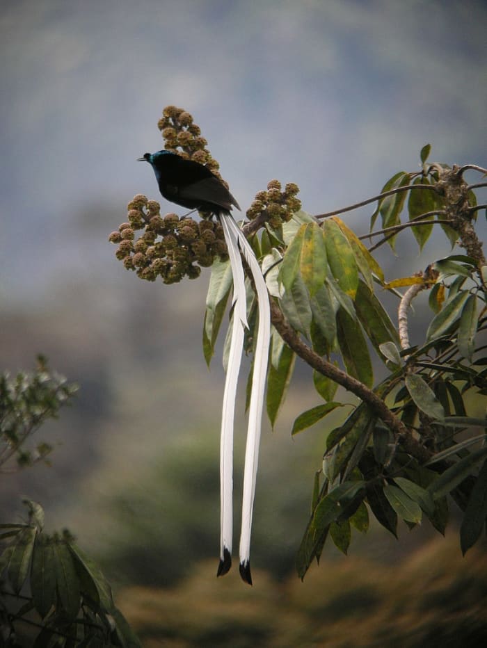 Astrapia mayeri