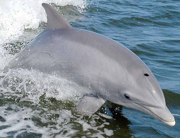 Bottlenose dolphins often swim with false killer whales and have interbred with them in captivity. These dolphins have a long beak, or rostrum.