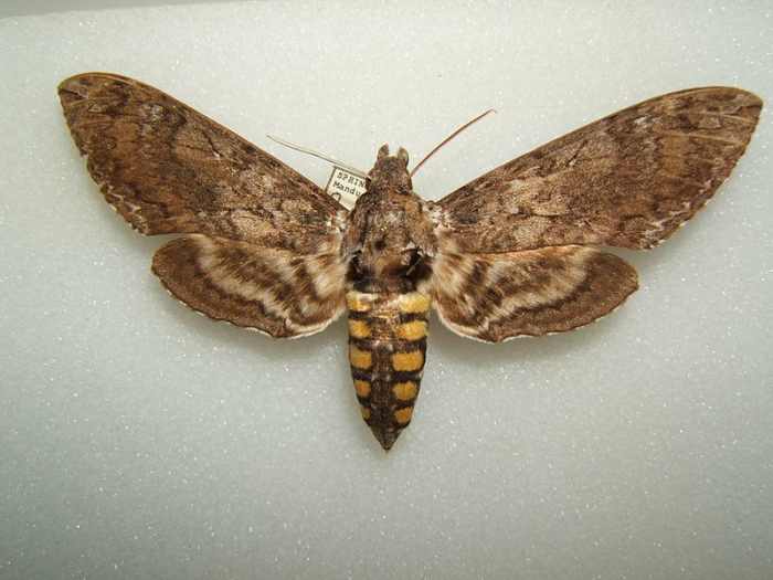The Ugly Hornworm Larvae and the Amazing Moths They Owlcation