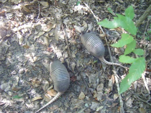 A pair of young nine-banded armadillos rooting around for food. Although these medium-sized mammals are mainly nocturnal, it is possible to see the during the daytime on occasion. Photo taken near Lake Alice, University of Florida, Gainesville.