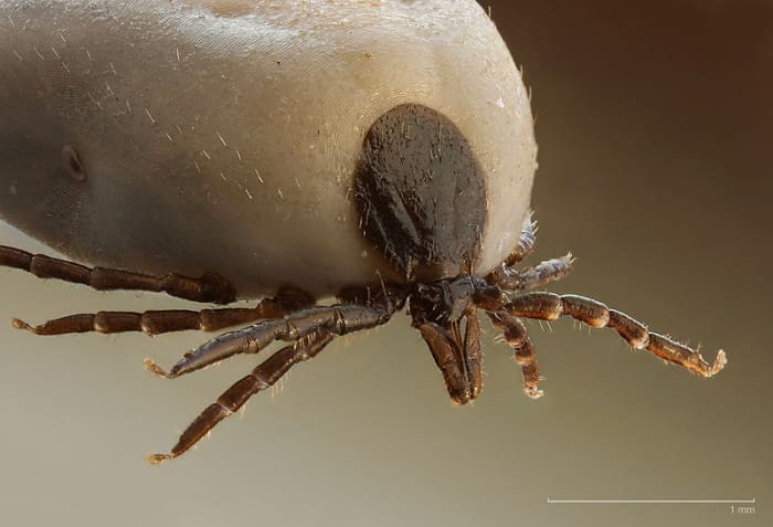 Ticks bury their heads into your skin and suck out your blood. As they suck the blood, their bodies become swelled and bloated. If you contract a tick, always seek medical advice.