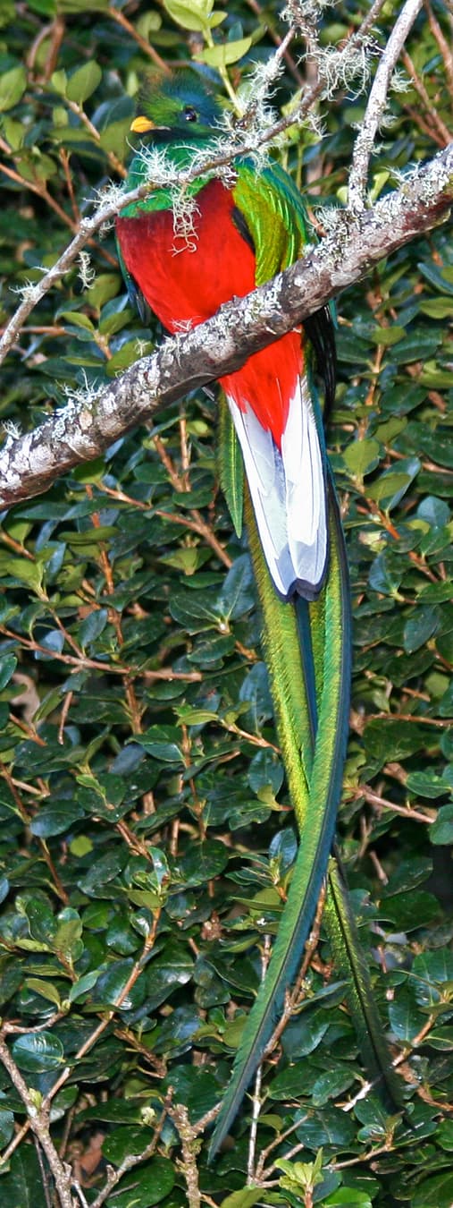 Only the males have long tail feathers.