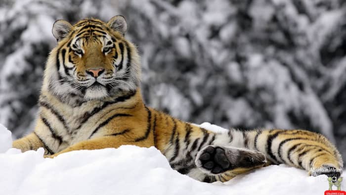 Bengal and Siberian Tiger Facts and Conservation Efforts - Owlcation