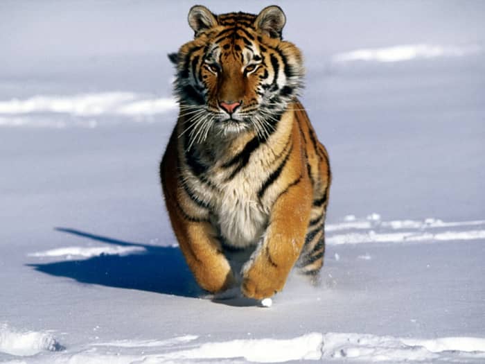 Bengal And Siberian Tiger Facts And Conservation Efforts - Owlcation