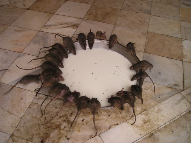 Rats feeding at Rajastan's Karni Mata Temple in India. The impressive, isolated Hindu temple was built in the early 1900s as a tribute to the rat goddess, Karni Mata, by Maharaja Ganga Singh. Over 20,000 rats are estimated to live there.