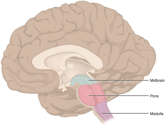 The substantia nigra is located in the midbrain. The brainstem is continuous with the spinal cord.