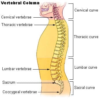 A side view of the vertebral column