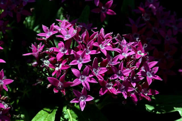 Pentas will give you prolific flower clusters and this variety is in deep purple .
