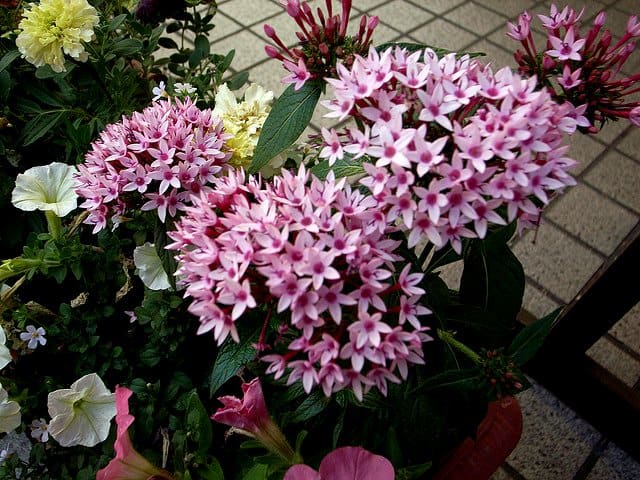 Most gardeners plant Pentas for its colorful blooms. This Pentas comes in two-toned colors with dark purple centers