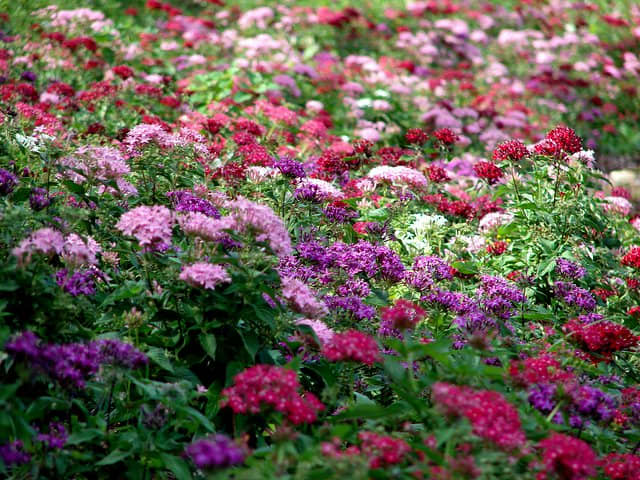 Pentas flowers in different colors for a stunning ground cover, which will double up as your medicine chest!