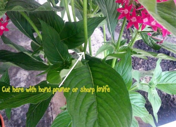Cuttings from Pentas Plant: cut the lateral stems from the leader with hand pruner or sharp knife