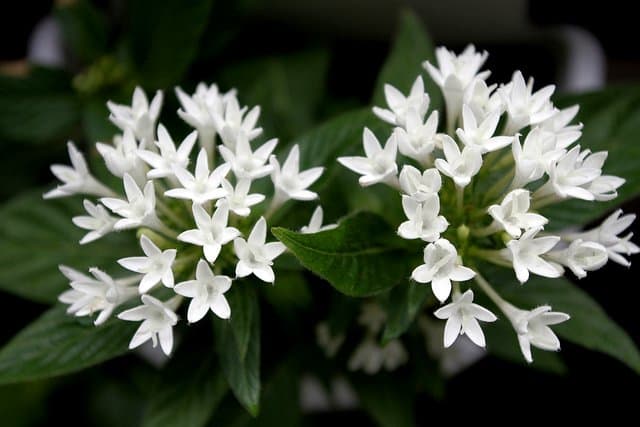 Pentas lanceolata grows easily and needs little maintenance. That is why the plant thrives well in tropical Africa and is commonly use in traditional medicine. This is the white pentas plant flower.