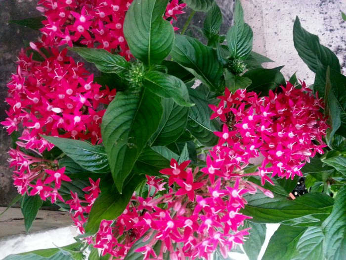 This is my red Pentas plant that is planted along the slope as ground cover and for slope protection. The red Pentas Flower is probably the most striking