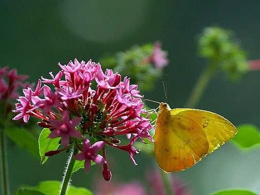 Pentas lanceolata plant (& its flower) is probably one of the best plants to attract butterfly and birds to your garden